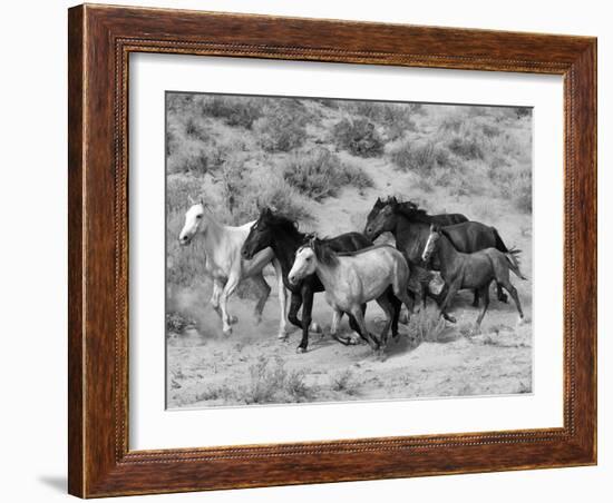 Group of Wild Horses, Cantering Across Sagebrush-Steppe, Adobe Town, Wyoming-Carol Walker-Framed Photographic Print