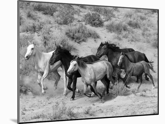 Group of Wild Horses, Cantering Across Sagebrush-Steppe, Adobe Town, Wyoming-Carol Walker-Mounted Photographic Print