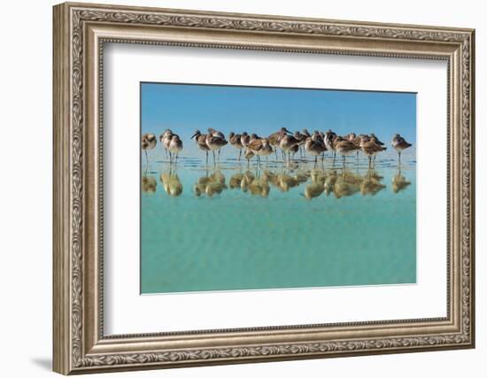 Group of Willets Reflection on the Beach Florida's Wildlife-Kris Wiktor-Framed Photographic Print