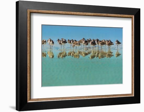 Group of Willets Reflection on the Beach Florida's Wildlife-Kris Wiktor-Framed Photographic Print