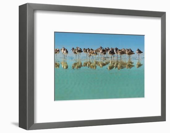 Group of Willets Reflection on the Beach Florida's Wildlife-Kris Wiktor-Framed Photographic Print