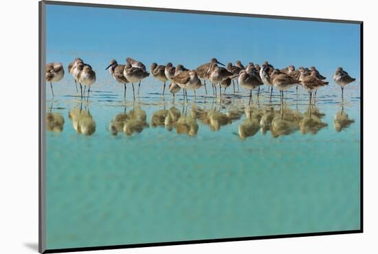 Group of Willets Reflection on the Beach Florida's Wildlife-Kris Wiktor-Mounted Photographic Print