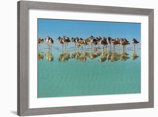 Group of Willets Reflection on the Beach Florida's Wildlife-Kris Wiktor-Framed Photographic Print