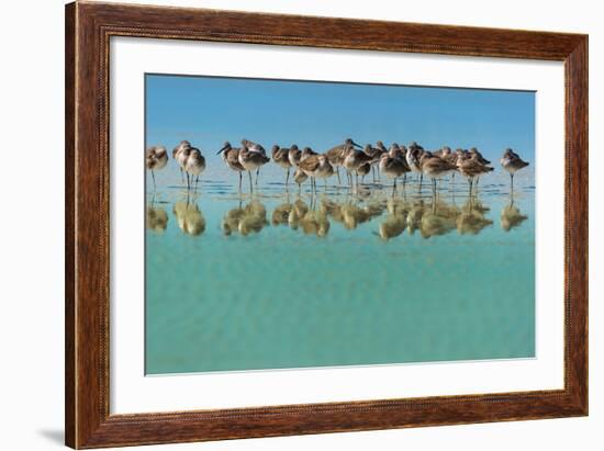 Group of Willets Reflection on the Beach Florida's Wildlife-Kris Wiktor-Framed Photographic Print