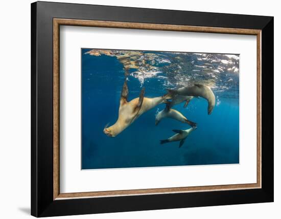 Group of young California sea lions playing, Santa Barbara Island, Los Angeles, California, USA-Alex Mustard-Framed Photographic Print