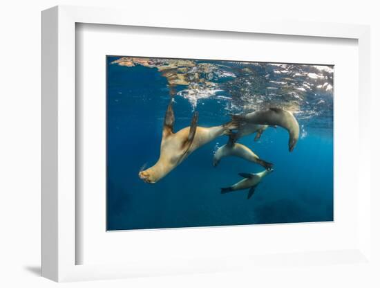 Group of young California sea lions playing, Santa Barbara Island, Los Angeles, California, USA-Alex Mustard-Framed Photographic Print