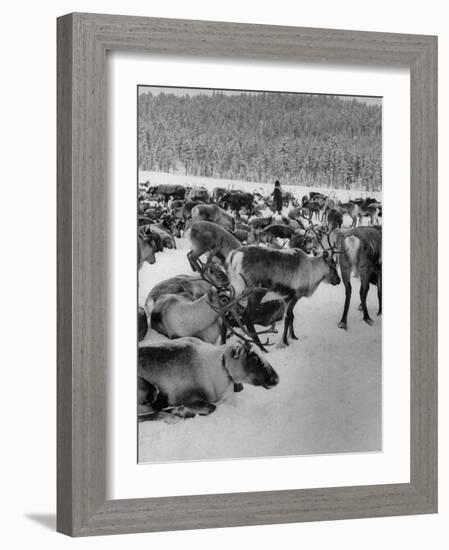 Group Shot of Reindeer Standing in Snow-Carl Mydans-Framed Photographic Print