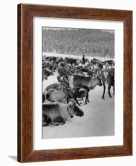 Group Shot of Reindeer Standing in Snow-Carl Mydans-Framed Photographic Print