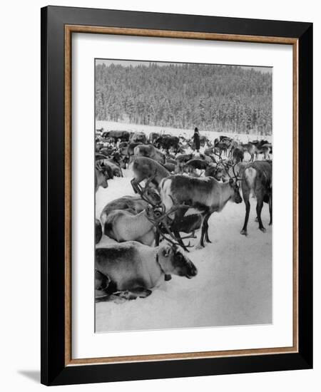 Group Shot of Reindeer Standing in Snow-Carl Mydans-Framed Photographic Print