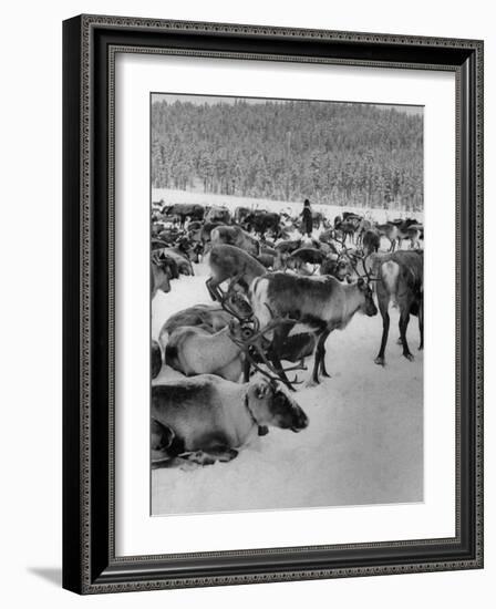 Group Shot of Reindeer Standing in Snow-Carl Mydans-Framed Photographic Print