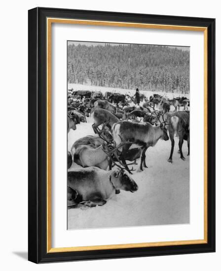 Group Shot of Reindeer Standing in Snow-Carl Mydans-Framed Photographic Print