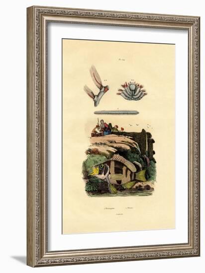Grouper, 1833-39-null-Framed Giclee Print