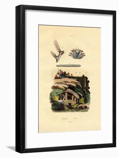 Grouper, 1833-39-null-Framed Giclee Print