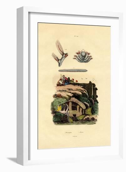 Grouper, 1833-39-null-Framed Giclee Print