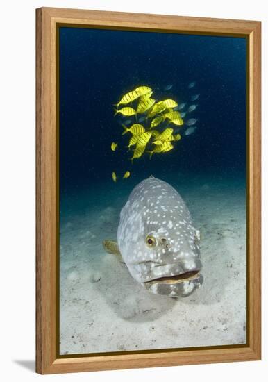 Grouper And Golden Trevallies-Matthew Oldfield-Framed Premier Image Canvas