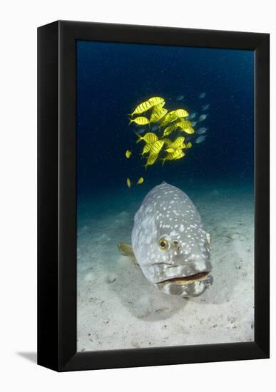 Grouper And Golden Trevallies-Matthew Oldfield-Framed Premier Image Canvas