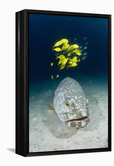 Grouper And Golden Trevallies-Matthew Oldfield-Framed Premier Image Canvas