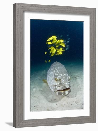 Grouper And Golden Trevallies-Matthew Oldfield-Framed Photographic Print