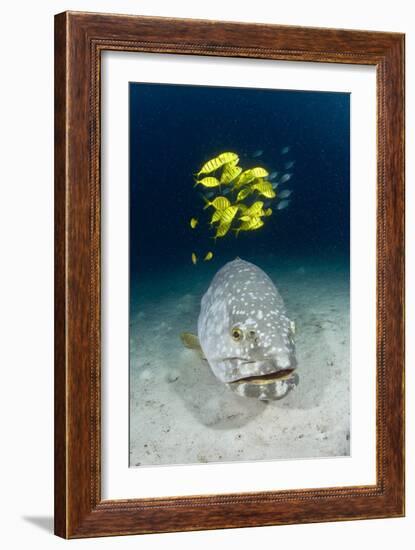 Grouper And Golden Trevallies-Matthew Oldfield-Framed Photographic Print