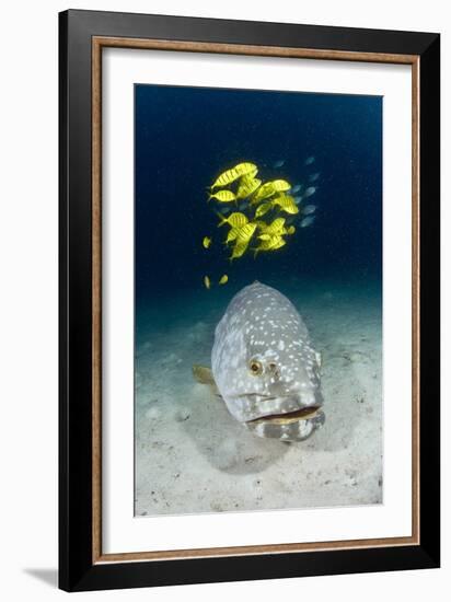 Grouper And Golden Trevallies-Matthew Oldfield-Framed Photographic Print