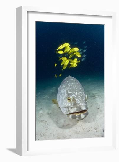 Grouper And Golden Trevallies-Matthew Oldfield-Framed Photographic Print