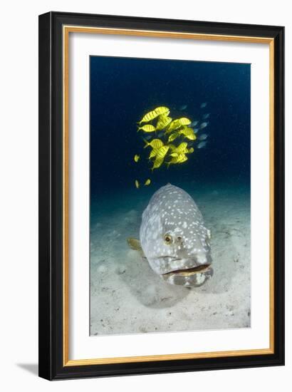 Grouper And Golden Trevallies-Matthew Oldfield-Framed Photographic Print