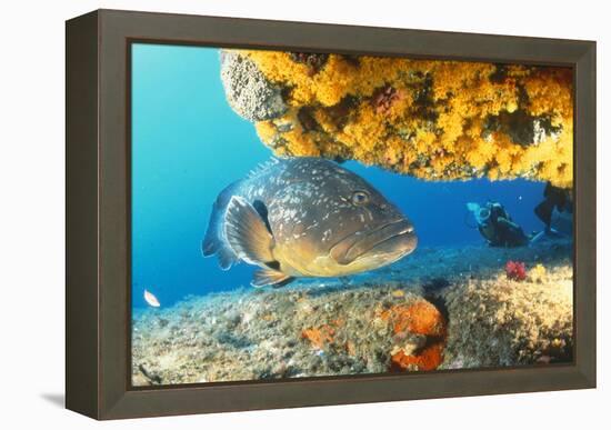 Grouper by Coral with Scuba Diver-null-Framed Premier Image Canvas