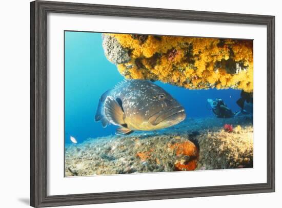 Grouper by Coral with Scuba Diver-null-Framed Photographic Print