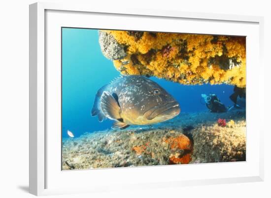 Grouper by Coral with Scuba Diver-null-Framed Photographic Print