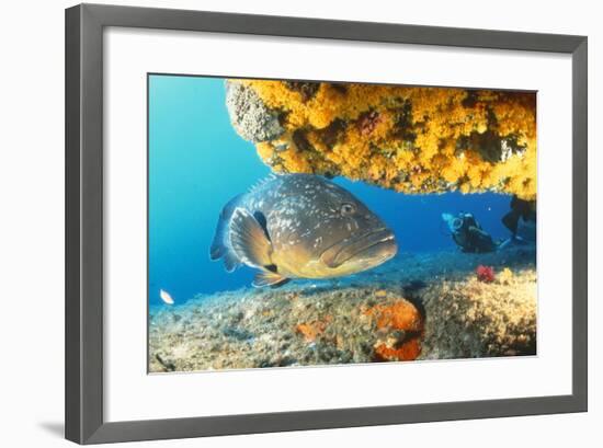 Grouper by Coral with Scuba Diver-null-Framed Photographic Print