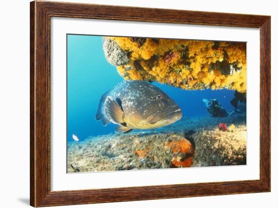 Grouper by Coral with Scuba Diver-null-Framed Photographic Print