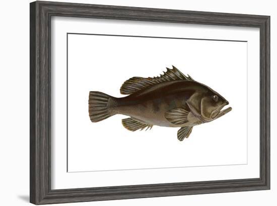 Grouper (Epinephelus Nigritus), Fishes-Encyclopaedia Britannica-Framed Art Print