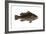 Grouper (Epinephelus Nigritus), Fishes-Encyclopaedia Britannica-Framed Art Print