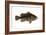 Grouper (Epinephelus Nigritus), Fishes-Encyclopaedia Britannica-Framed Art Print