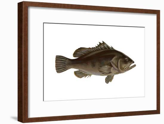 Grouper (Epinephelus Nigritus), Fishes-Encyclopaedia Britannica-Framed Art Print