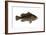 Grouper (Epinephelus Nigritus), Fishes-Encyclopaedia Britannica-Framed Art Print