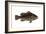 Grouper (Epinephelus Nigritus), Fishes-Encyclopaedia Britannica-Framed Art Print
