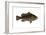 Grouper (Epinephelus Nigritus), Fishes-Encyclopaedia Britannica-Framed Art Print