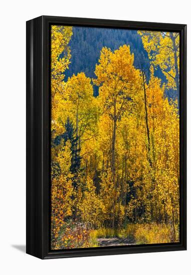 Grouping of aspen trees on a trail, Colorado-Mallorie Ostrowitz-Framed Premier Image Canvas