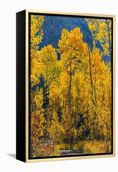 Grouping of aspen trees on a trail, Colorado-Mallorie Ostrowitz-Framed Premier Image Canvas