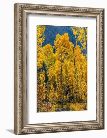 Grouping of aspen trees on a trail, Colorado-Mallorie Ostrowitz-Framed Photographic Print