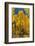 Grouping of aspen trees on a trail, Colorado-Mallorie Ostrowitz-Framed Photographic Print