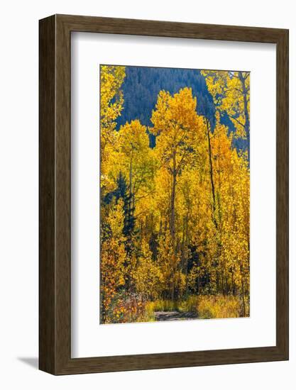 Grouping of aspen trees on a trail, Colorado-Mallorie Ostrowitz-Framed Photographic Print