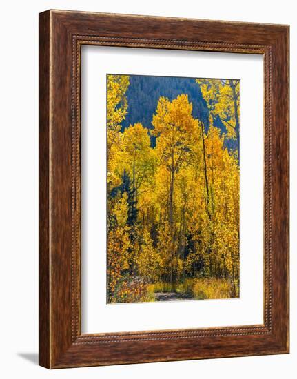 Grouping of aspen trees on a trail, Colorado-Mallorie Ostrowitz-Framed Photographic Print