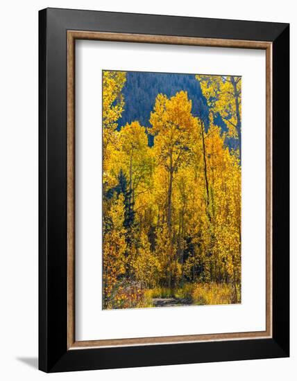 Grouping of aspen trees on a trail, Colorado-Mallorie Ostrowitz-Framed Photographic Print