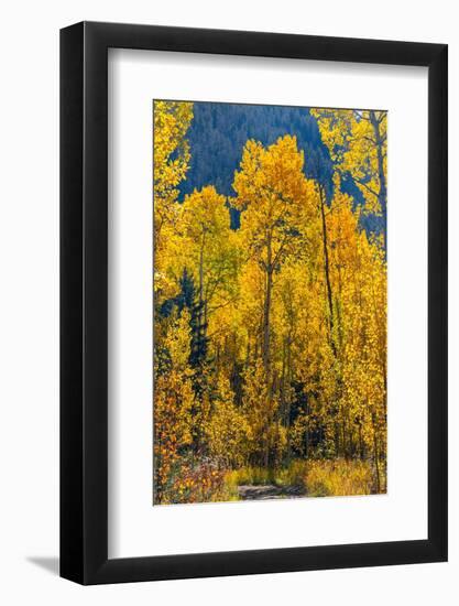 Grouping of aspen trees on a trail, Colorado-Mallorie Ostrowitz-Framed Photographic Print