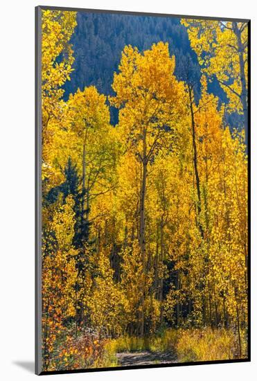 Grouping of aspen trees on a trail, Colorado-Mallorie Ostrowitz-Mounted Photographic Print