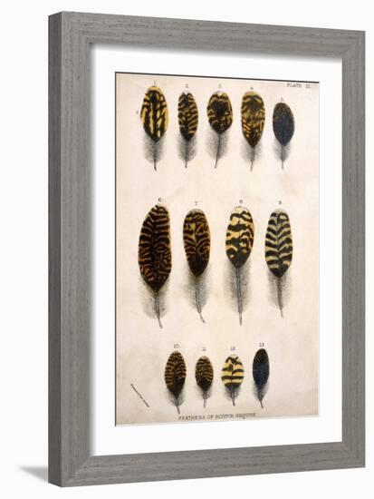 Grouse Feathers-null-Framed Art Print