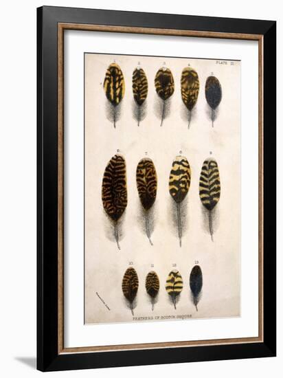 Grouse Feathers-null-Framed Art Print