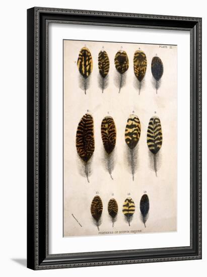 Grouse Feathers-null-Framed Art Print